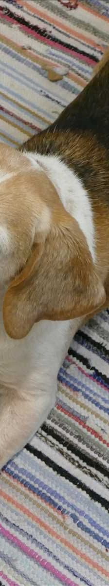 BABSI – Beagle, Weibchen, 9 Jahre, 81829 München – Foto 1