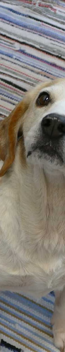 BABSI – Beagle, Weibchen, 9 Jahre, 81829 München – Foto 2