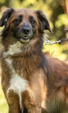 Alika – Rhodesian Ridgeback Mix, Weibchen, 4 Jahre 2 Monate, 70195 Stuttgart-Botnang – Foto 1