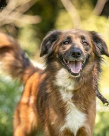 Alika – Rhodesian Ridgeback Mix, Weibchen, 4 Jahre 2 Monate, 70195 Stuttgart-Botnang – Foto 2