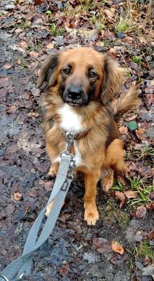 Alika – Rhodesian Ridgeback Mix, Weibchen, 4 Jahre 2 Monate, 70195 Stuttgart-Botnang – Foto 11