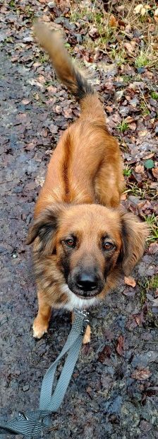 Alika – Rhodesian Ridgeback Mix, Weibchen, 4 Jahre 2 Monate, 70195 Stuttgart-Botnang – Foto 12
