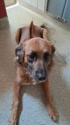Alika – Rhodesian Ridgeback Mix, Weibchen, 4 Jahre 2 Monate, 70195 Stuttgart-Botnang – Foto 13