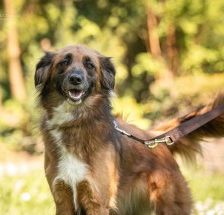 Alika – Rhodesian Ridgeback Mix, Weibchen, 4 Jahre 2 Monate, 70195 Stuttgart-Botnang – Foto 3