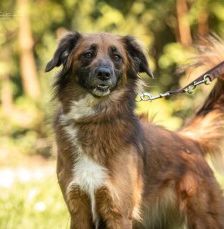 Alika – Rhodesian Ridgeback Mix, Weibchen, 4 Jahre 2 Monate, 70195 Stuttgart-Botnang – Foto 4