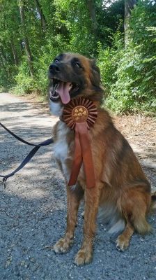 Alika – Rhodesian Ridgeback Mix, Weibchen, 4 Jahre 2 Monate, 70195 Stuttgart-Botnang – Foto 5