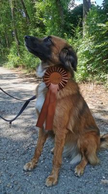Alika – Rhodesian Ridgeback Mix, Weibchen, 4 Jahre 2 Monate, 70195 Stuttgart-Botnang – Foto 6