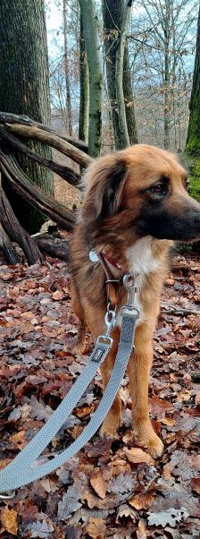 Alika – Rhodesian Ridgeback Mix, Weibchen, 4 Jahre 2 Monate, 70195 Stuttgart-Botnang – Foto 7