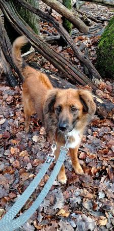 Alika – Rhodesian Ridgeback Mix, Weibchen, 4 Jahre 2 Monate, 70195 Stuttgart-Botnang – Foto 8