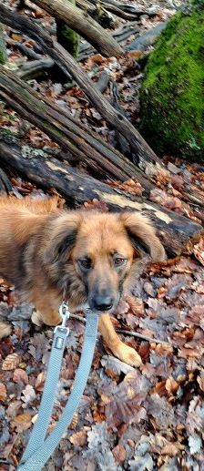 Alika – Rhodesian Ridgeback Mix, Weibchen, 4 Jahre 2 Monate, 70195 Stuttgart-Botnang – Foto 9