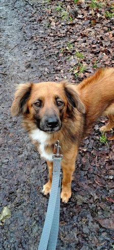 Alika – Rhodesian Ridgeback Mix, Weibchen, 4 Jahre 2 Monate, 70195 Stuttgart-Botnang – Foto 10