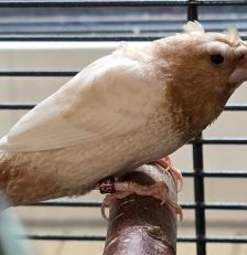 Zuri und Amina – Japanische Mövchen und Muskatfink, Unbekannt, 1 Jahr, 70195 Stuttgart-Botnang – Foto 2