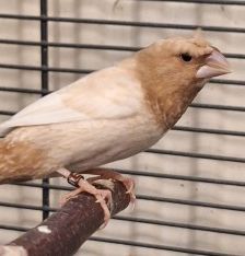 Zuri und Amina – Japanische Mövchen und Muskatfink, Unbekannt, 1 Jahr, 70195 Stuttgart-Botnang – Foto 3