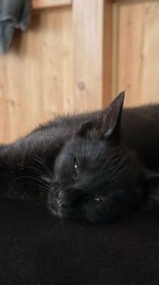 Nori – Katze, Weibchen, Alter unbekannt, 39576 Stendal – Foto 1