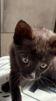 Nori – Katze, Weibchen, Alter unbekannt, 39576 Stendal – Foto 2
