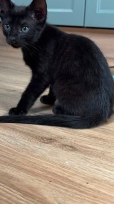 Nori – Katze, Weibchen, Alter unbekannt, 39576 Stendal – Foto 4