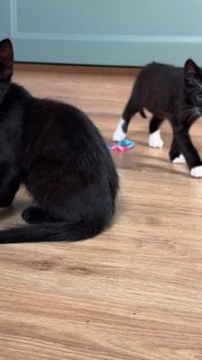 Nori – Katze, Weibchen, Alter unbekannt, 39576 Stendal – Foto 5