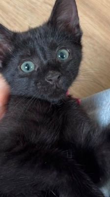 Nori – Katze, Weibchen, Alter unbekannt, 39576 Stendal – Foto 6
