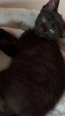 Nori – Katze, Weibchen, Alter unbekannt, 39576 Stendal – Foto 7