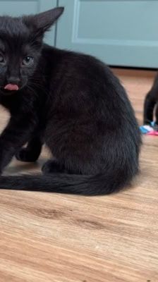 Nori – Katze, Weibchen, Alter unbekannt, 39576 Stendal – Foto 8