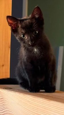 Nori – Katze, Weibchen, Alter unbekannt, 39576 Stendal – Foto 9