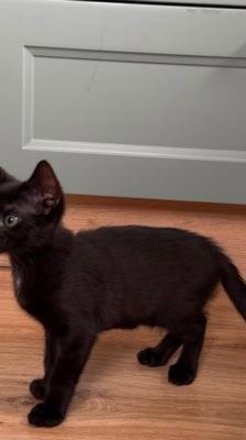 Nori – Katze, Weibchen, Alter unbekannt, 39576 Stendal – Foto 10