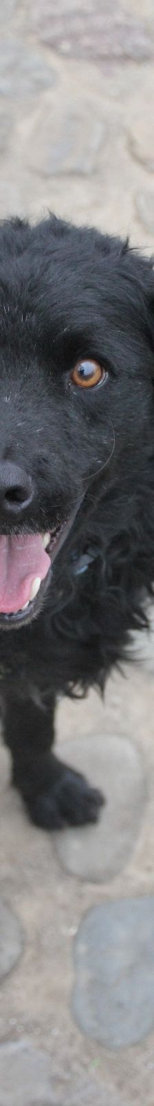 Momo – Kroatischer Schäferhundmix, Männchen, 3 Jahre, Nordic Strays e.V. – Foto 1