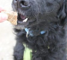 Momo – Kroatischer Schäferhundmix, Männchen, 3 Jahre, Nordic Strays e.V. – Foto 2