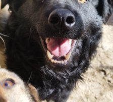 Momo – Kroatischer Schäferhundmix, Männchen, 3 Jahre, Nordic Strays e.V. – Foto 11
