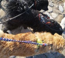 Momo – Kroatischer Schäferhundmix, Männchen, 3 Jahre, Nordic Strays e.V. – Foto 12