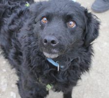 Momo – Kroatischer Schäferhundmix, Männchen, 3 Jahre, Nordic Strays e.V. – Foto 13