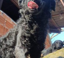 Momo – Kroatischer Schäferhundmix, Männchen, 3 Jahre, Nordic Strays e.V. – Foto 14