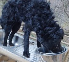 Momo – Kroatischer Schäferhundmix, Männchen, 3 Jahre, Nordic Strays e.V. – Foto 15
