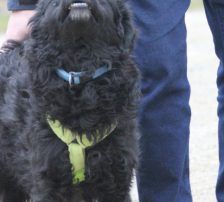 Momo – Kroatischer Schäferhundmix, Männchen, 3 Jahre, Nordic Strays e.V. – Foto 16