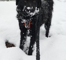 Momo – Kroatischer Schäferhundmix, Männchen, 3 Jahre, Nordic Strays e.V. – Foto 3
