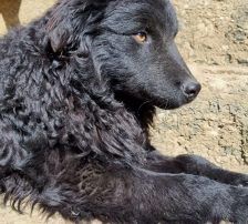 Momo – Kroatischer Schäferhundmix, Männchen, 3 Jahre, Nordic Strays e.V. – Foto 4