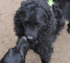Momo – Kroatischer Schäferhundmix, Männchen, 3 Jahre, Nordic Strays e.V. – Foto 5