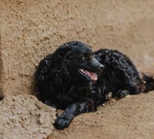 Momo – Kroatischer Schäferhundmix, Männchen, 3 Jahre, Nordic Strays e.V. – Foto 6