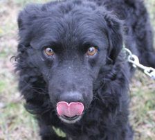 Momo – Kroatischer Schäferhundmix, Männchen, 3 Jahre, Nordic Strays e.V. – Foto 7