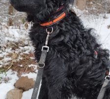 Momo – Kroatischer Schäferhundmix, Männchen, 3 Jahre, Nordic Strays e.V. – Foto 8