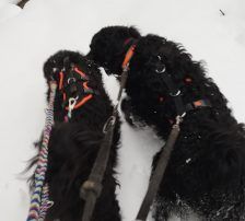 Momo – Kroatischer Schäferhundmix, Männchen, 3 Jahre, Nordic Strays e.V. – Foto 9