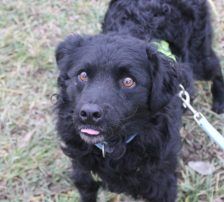 Momo – Kroatischer Schäferhundmix, Männchen, 3 Jahre, Nordic Strays e.V. – Foto 10