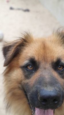 Spike – Hütehund-Mix, Männchen, 5 Jahre 8 Monate, 39576 Stendal – Foto 1