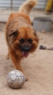 Spike – Hütehund-Mix, Männchen, 5 Jahre 8 Monate, 39576 Stendal – Foto 2