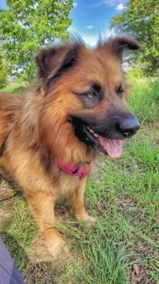 Spike – Hütehund-Mix, Männchen, 5 Jahre 8 Monate, 39576 Stendal – Foto 11