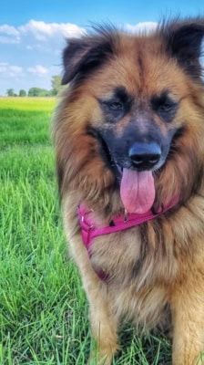 Spike – Hütehund-Mix, Männchen, 5 Jahre 8 Monate, 39576 Stendal – Foto 12