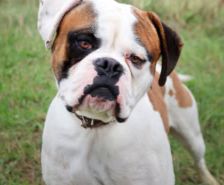 Spike – Hütehund-Mix, Männchen, 5 Jahre 8 Monate, 39576 Stendal – Foto 14