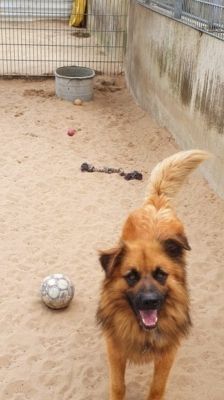 Spike – Hütehund-Mix, Männchen, 5 Jahre 8 Monate, 39576 Stendal – Foto 3