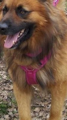 Spike – Hütehund-Mix, Männchen, 5 Jahre 8 Monate, 39576 Stendal – Foto 4
