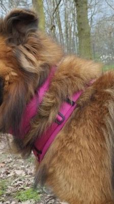 Spike – Hütehund-Mix, Männchen, 5 Jahre 8 Monate, 39576 Stendal – Foto 5